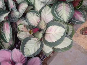 Calathea Roseopicta Care Guide: How to Grow the Stunning Prayer Plant Indoors